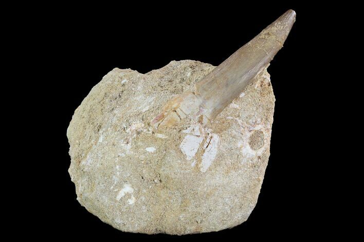 Fossil Plesiosaur (Zarafasaura) Tooth In Rock - Morocco #95090